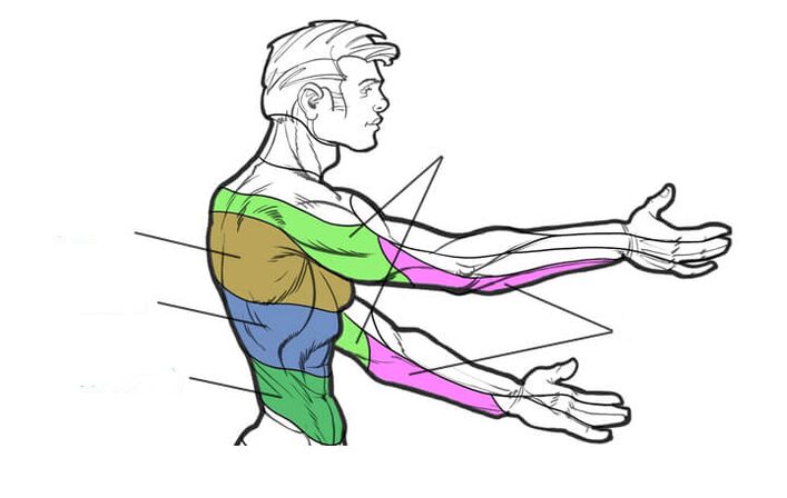 medial regions of the thoracic segments