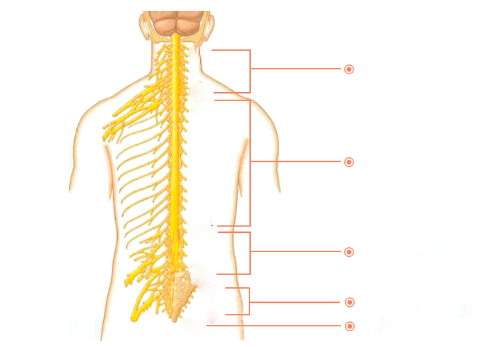 spinal nerves