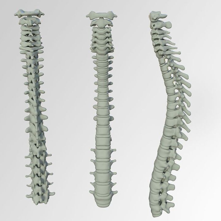 Diagram of the spine